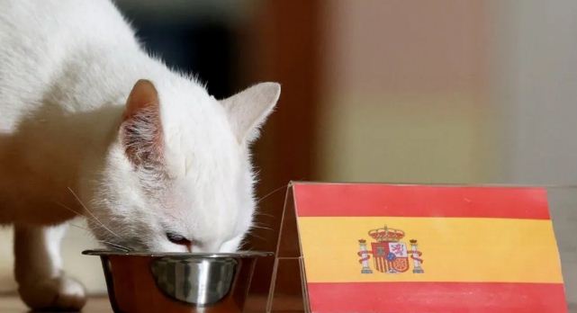 ¡Acertó! Aquiles, el gato ruso consagrado como nuevo oráculo del fútbol