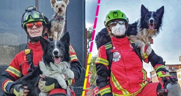 Arrestaron al hombre que envenenó a dos perros rescatistas de la Cruz Roja en México