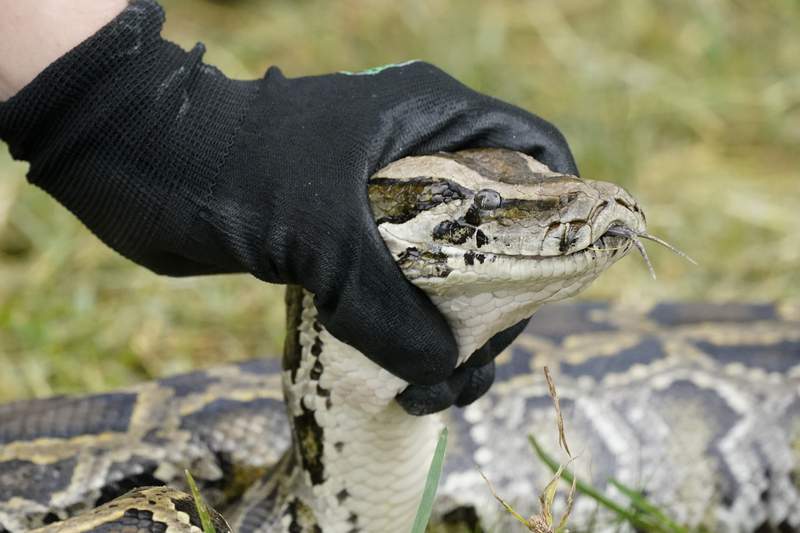 Pitones invasoras son atacadas en la caza anual de los Everglades