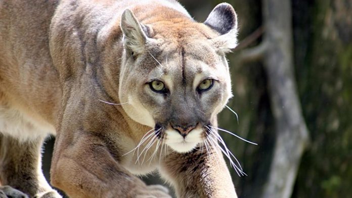 Sacrificaron con un tiro de escopeta a un puma concolor en Lara