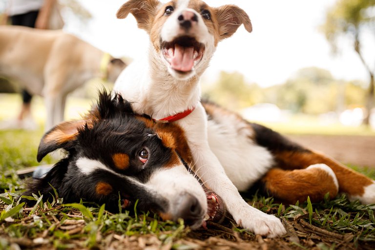 Día Internacional del Perro: Vuelta al mundo en cuatro patas