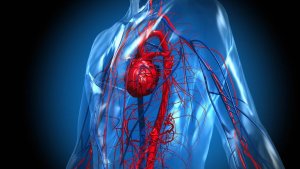 Qué expresa el cuerpo a través de los latidos del corazón, según los expertos