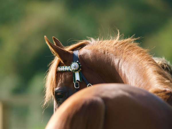 Maltrato animal en Colombia: Dueños de un caballo intentaron reanimarlo con cerveza y golpes (Imágenes sensibles)