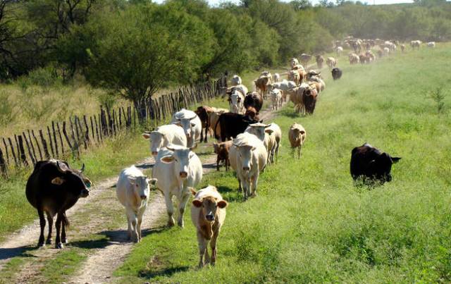 Cerca de 500 productores larenses, desesperados por la falta de electricidad en la región