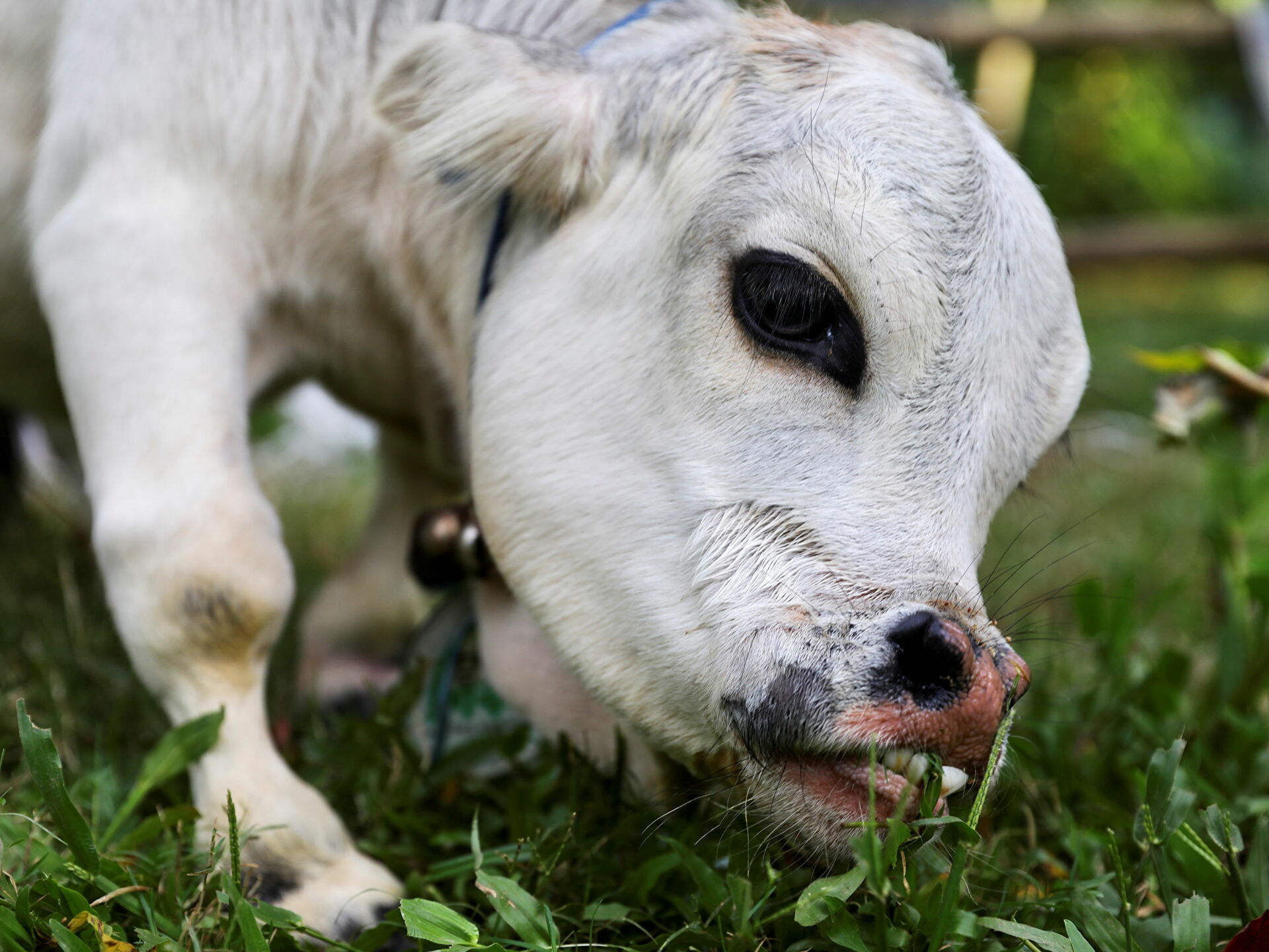 Rani, la vaca más pequeña del mundo fue reconocida en el récord Guinness a título póstumo (FOTOS)