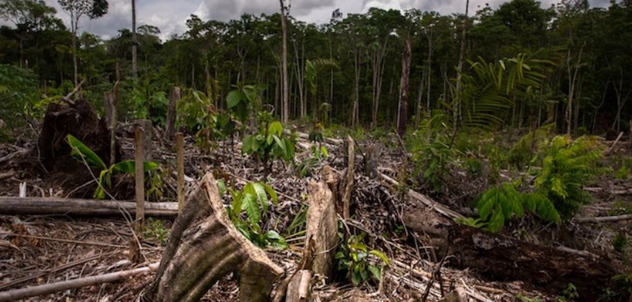 Amazonia peruana sufrió en 2020 la más alta deforestación en dos décadas