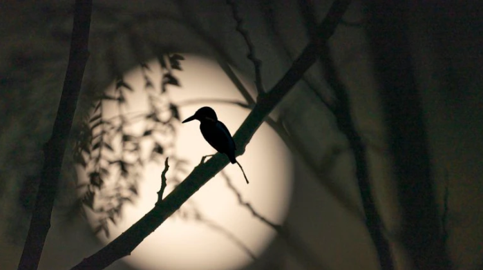 ¿Por qué las aves cantan al anochecer?