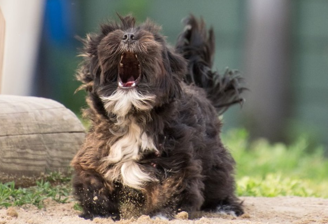 Cómo enseñarle a un perro a no ladrar cuando no debe