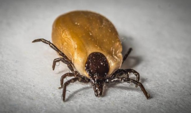 El medicamento que podría erradicar la enfermedad de Lyme