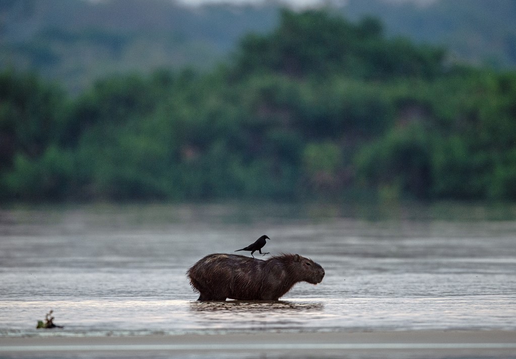 La humanidad ha degradado más de un tercio de los bosques del Amazonas