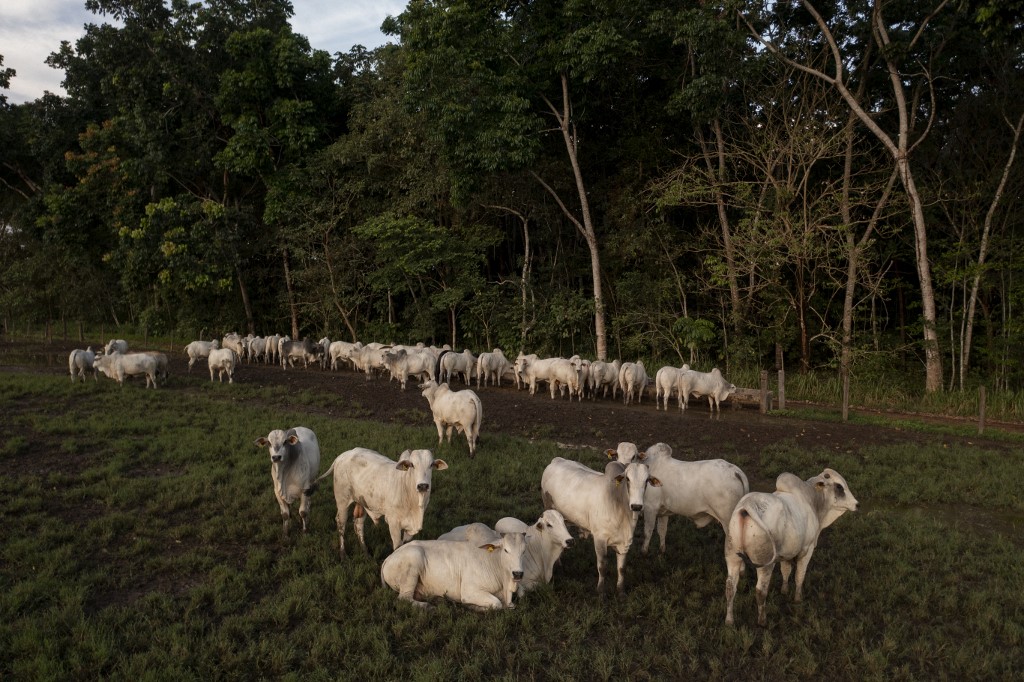 Sujetos fueron encarcelados por robar ganado, sacrificarlo y vender la carne en Cojedes