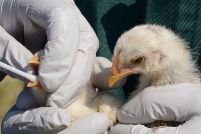 Brote de gripe aviar pone en alerta a Países Bajos y Alemania: Sacrificarán a más de 30 mil animales