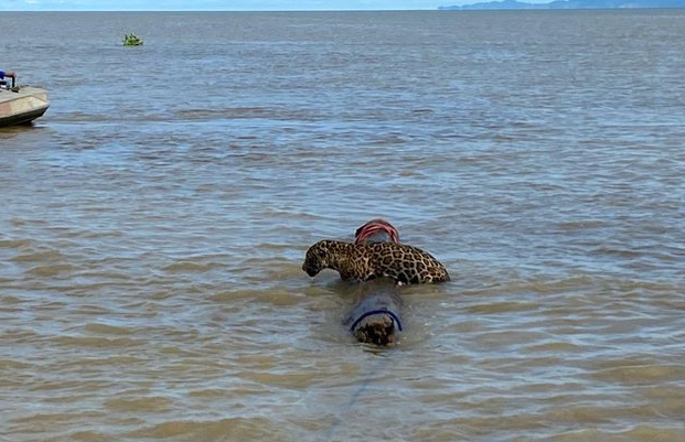 Rescatan del mar a un jaguar a varios kilómetros de la costa en Colombia (VIDEO)