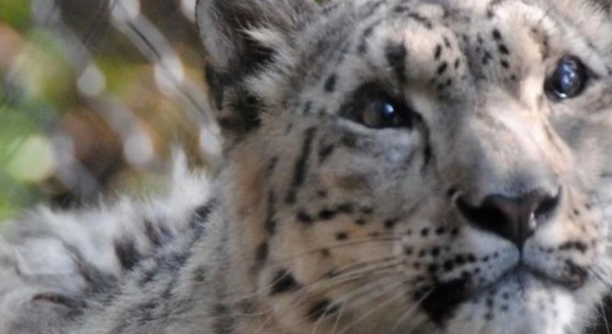 La India intenta salvar el ecosistema para proteger al leopardo de las nieves