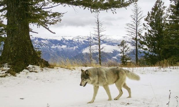 lobo