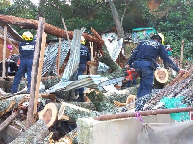 Luto en Colombia: Dos venezolanos murieron por caída de un árbol de 30 metros (Video)