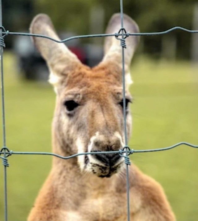 canguro