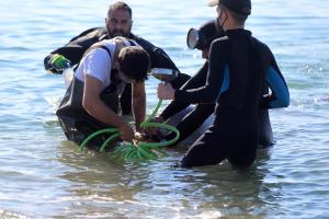 Los desesperados intentos para rescatar a una ballena varada en una playa de Atenas