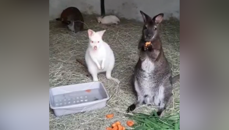 Canguros serán la atracción en el zoológico de Caricuao (VIDEO)