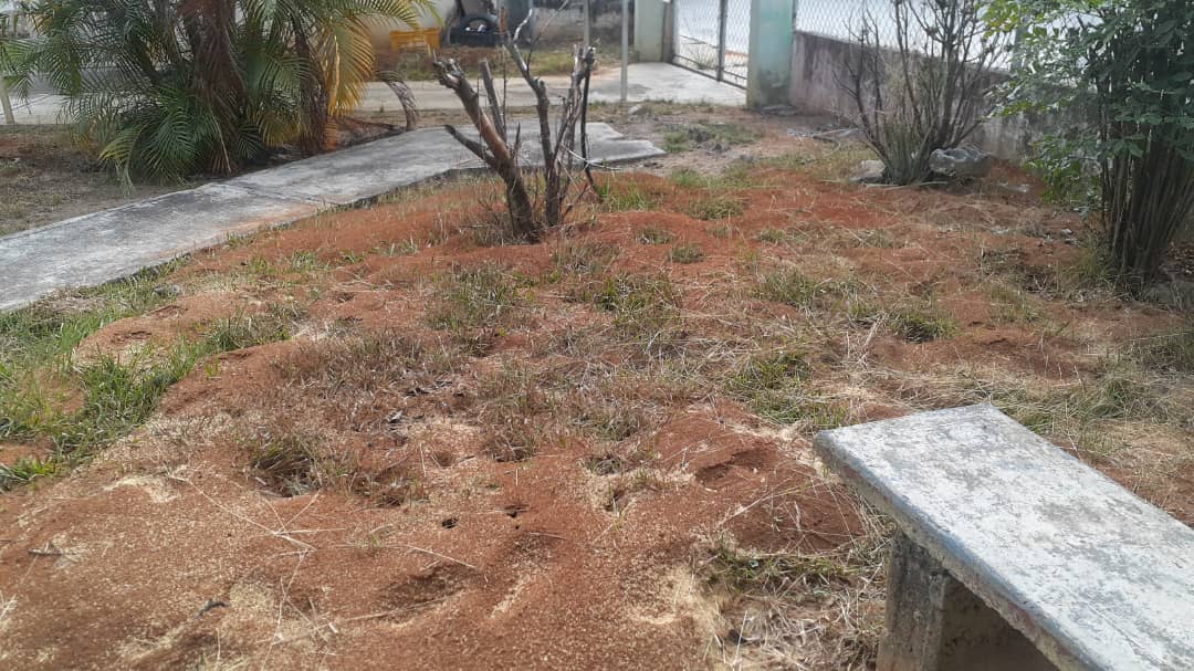 ¡Preocupante! Cientos de bachacos invaden preescolar de Bejuma en Carabobo