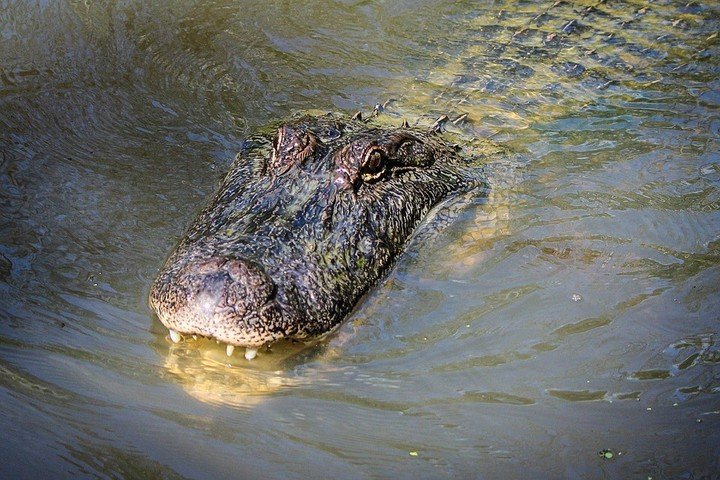 Alarmante: uno de cada cinco reptiles en el mundo se enfrenta a la extinción