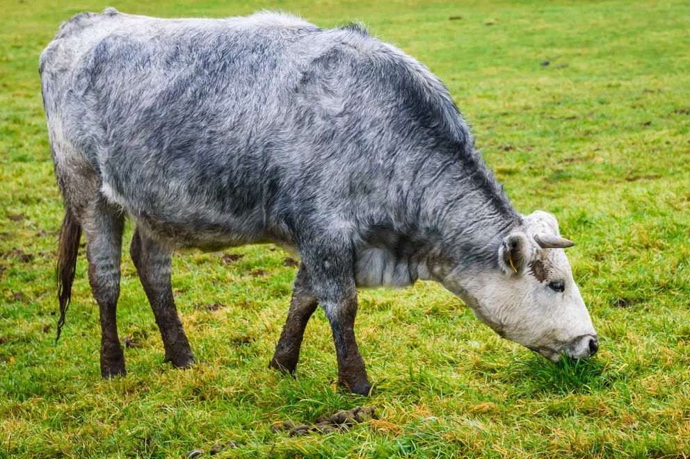 Las vacas azules existen: de dónde son y cuáles son sus características