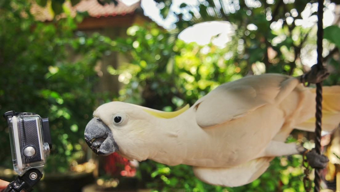 Loro grabó su increíble escape con una GoPro que sostenía con su pico (Video)