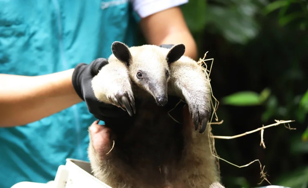 Por qué los animales salvajes son la última frontera contra el Covid-19