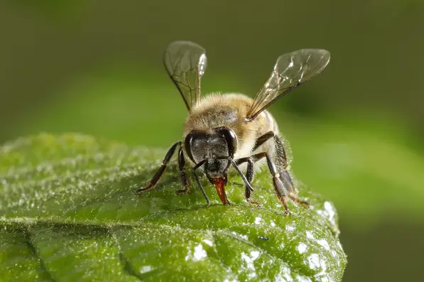 Las abejas, las otras “aliadas” de Ucrania: Así han provocado la retirada de las tropas rusas de varias zonas