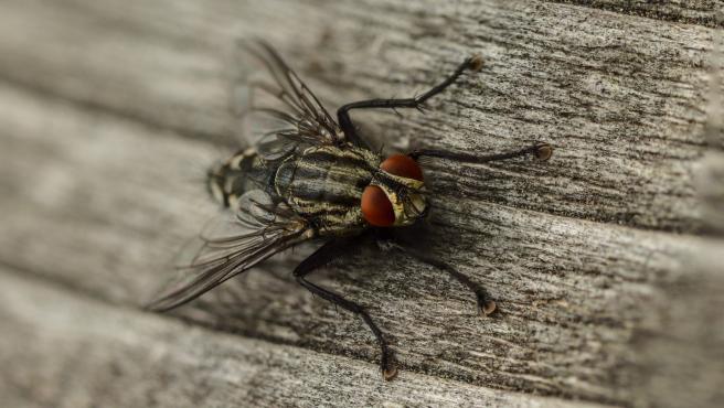 Coge dato: Esta es la planta que evitará que moscas y mosquitos se metan en tu casa