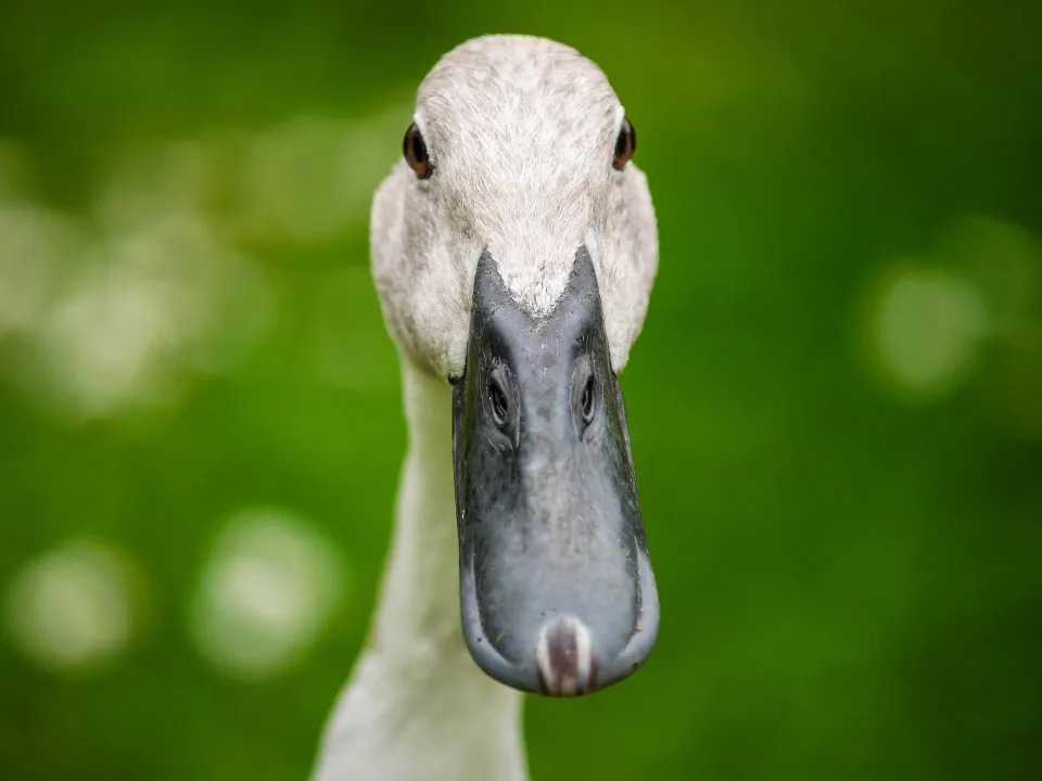 La muerte de un pato mascota llevó a la policía a resolver un asesinato en Carolina del Norte