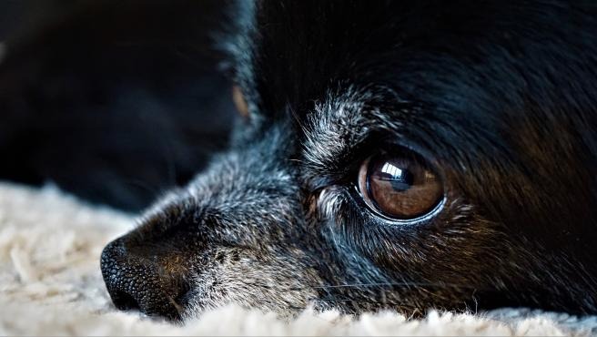 Por qué cuando un perro se queda solo puede mostrarse ansioso o frustrado