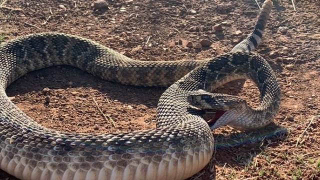 serpiente de cascabel