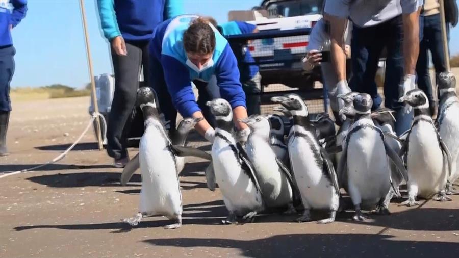 Pingüinos regresan al mar en Argentina tras ser rescatados y rehabilitados