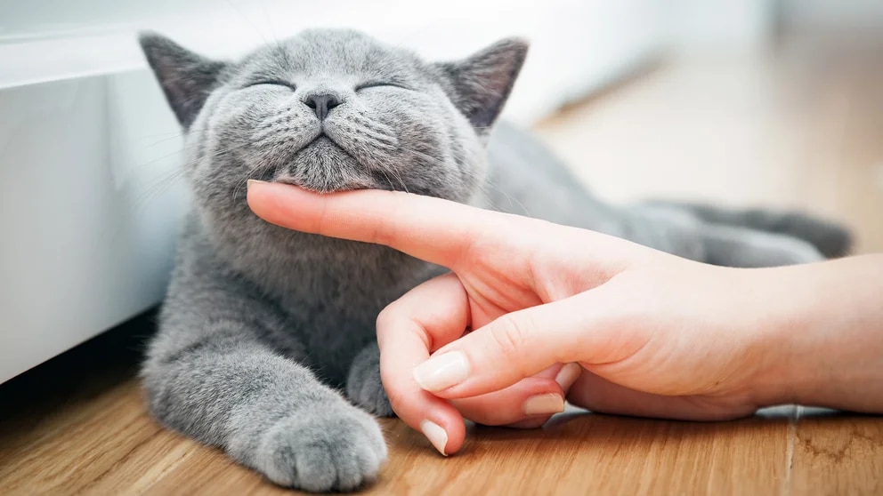 ¡Entérate! Claves para saber si tu gato te quiere