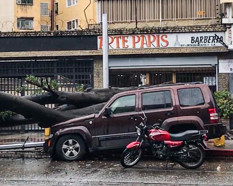 EN IMÁGENES: Camioneta fue aplastada tras caída de un árbol en la avenida Victoria #16May