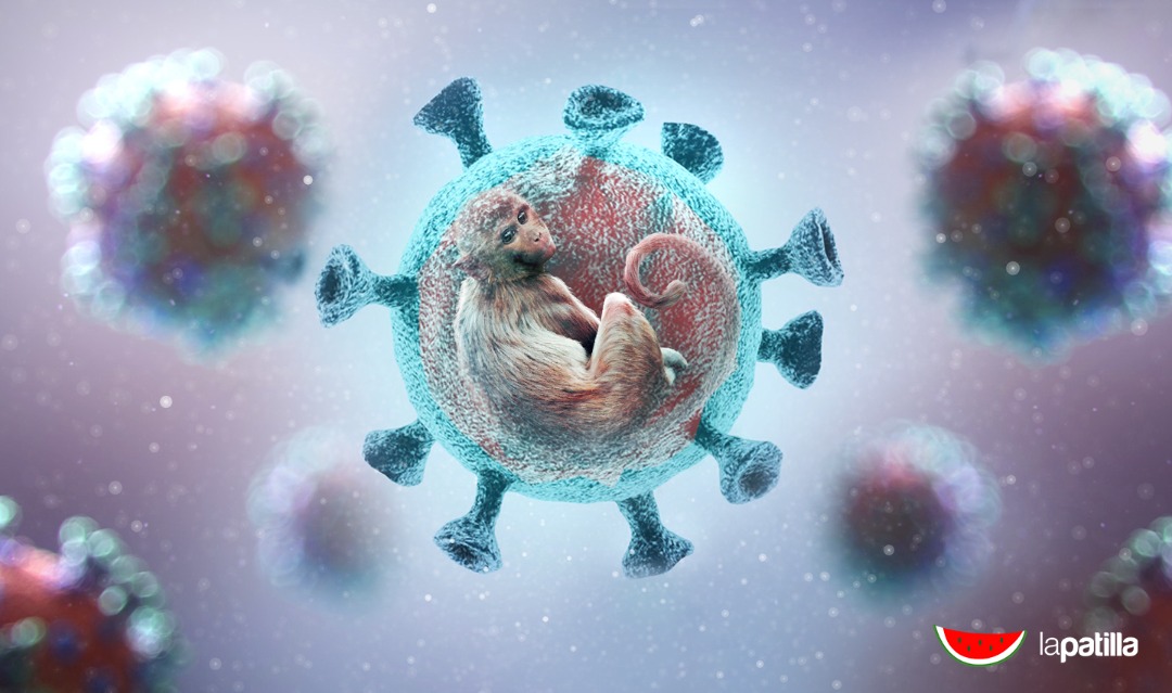 En qué se diferencia la viruela del mono de la devastadora viruela humana erradicada hace 40 años