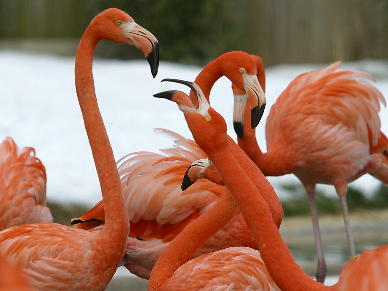 Un zorro devoró a 25 flamencos caribeños al invadir zoológico en Washington