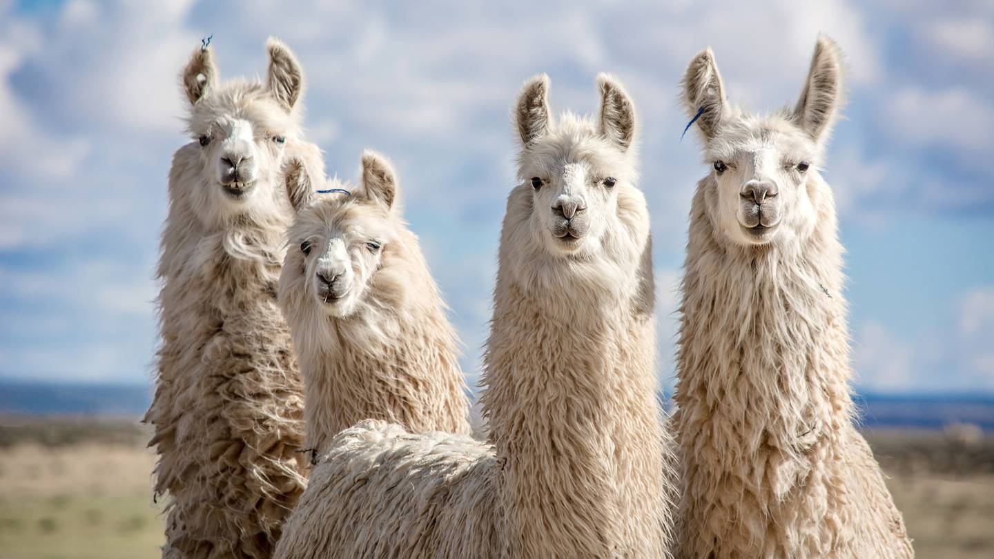 Descubren partículas inmunitarias en la sangre de las llamas podrían curar el coronavirus y otros 18 virus más