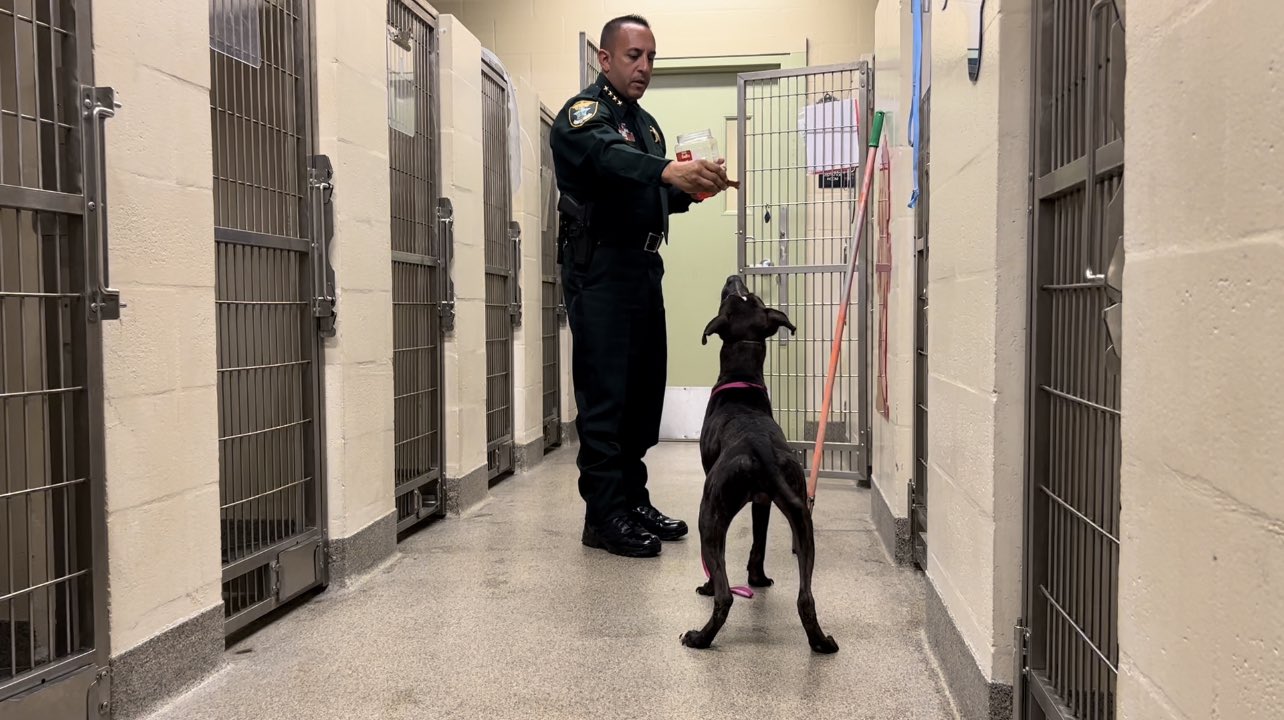 A la cárcel por dejar a su perro abandonado tras atarlo de patas y hocico