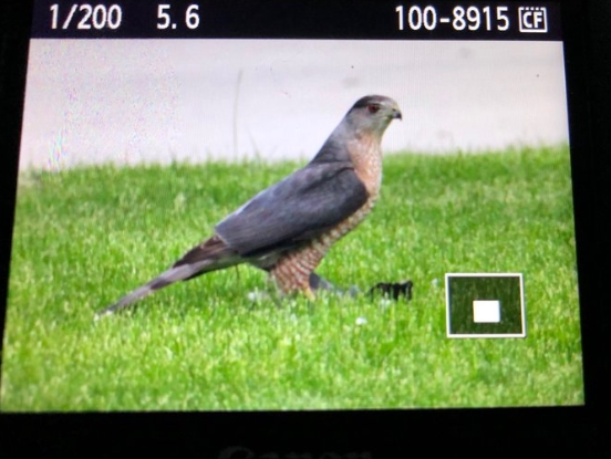 Águila se metió en el patio de una casa, atrapó a un perro y se lo llevó: el agridulce final (VIDEO)