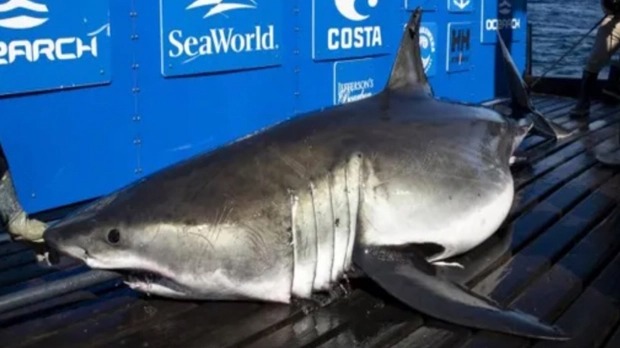 Monstruoso tiburón blanco fue visto frente a la costa de una popular playa en EEUU