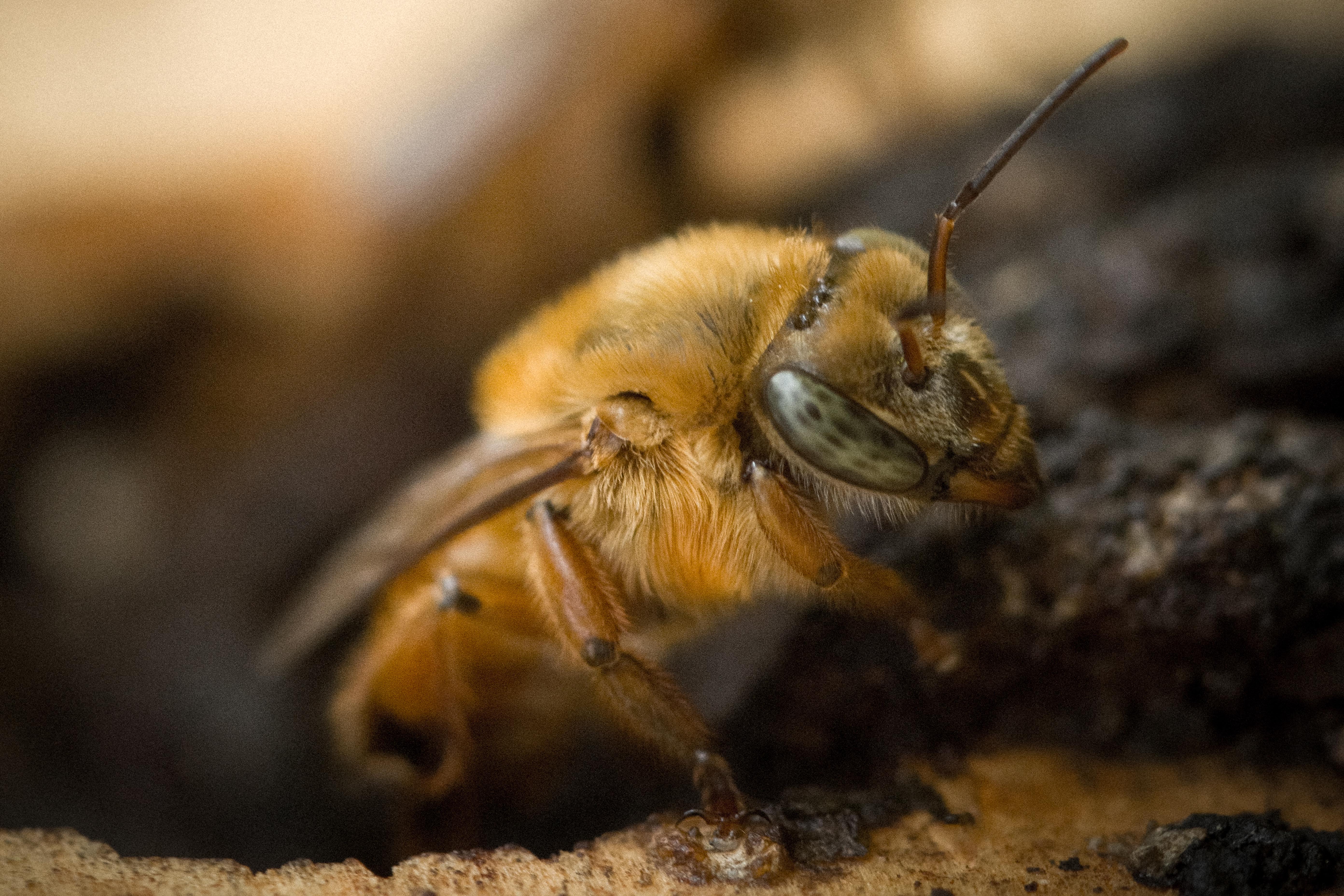 Abejas sin aguijón, un tesoro poco conocido de Brasil (FOTOS)