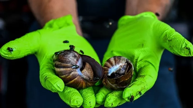 Se mira y no se toca: La advertencia en EEUU sobre los peligrosos caracoles africanos invasores