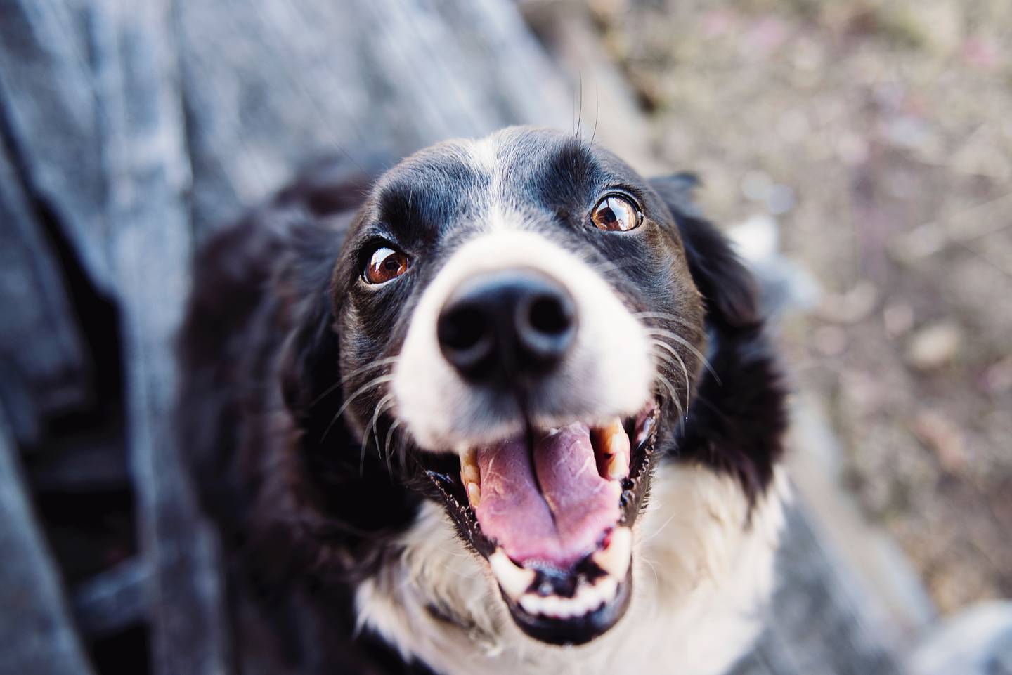 Día Mundial del Perro: ¿Desde cuándo y por qué se celebra el #21Jul?