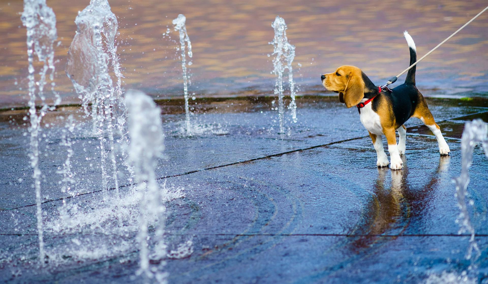 Países Bajos en alerta de calor por temperaturas que superarán los 38 grados