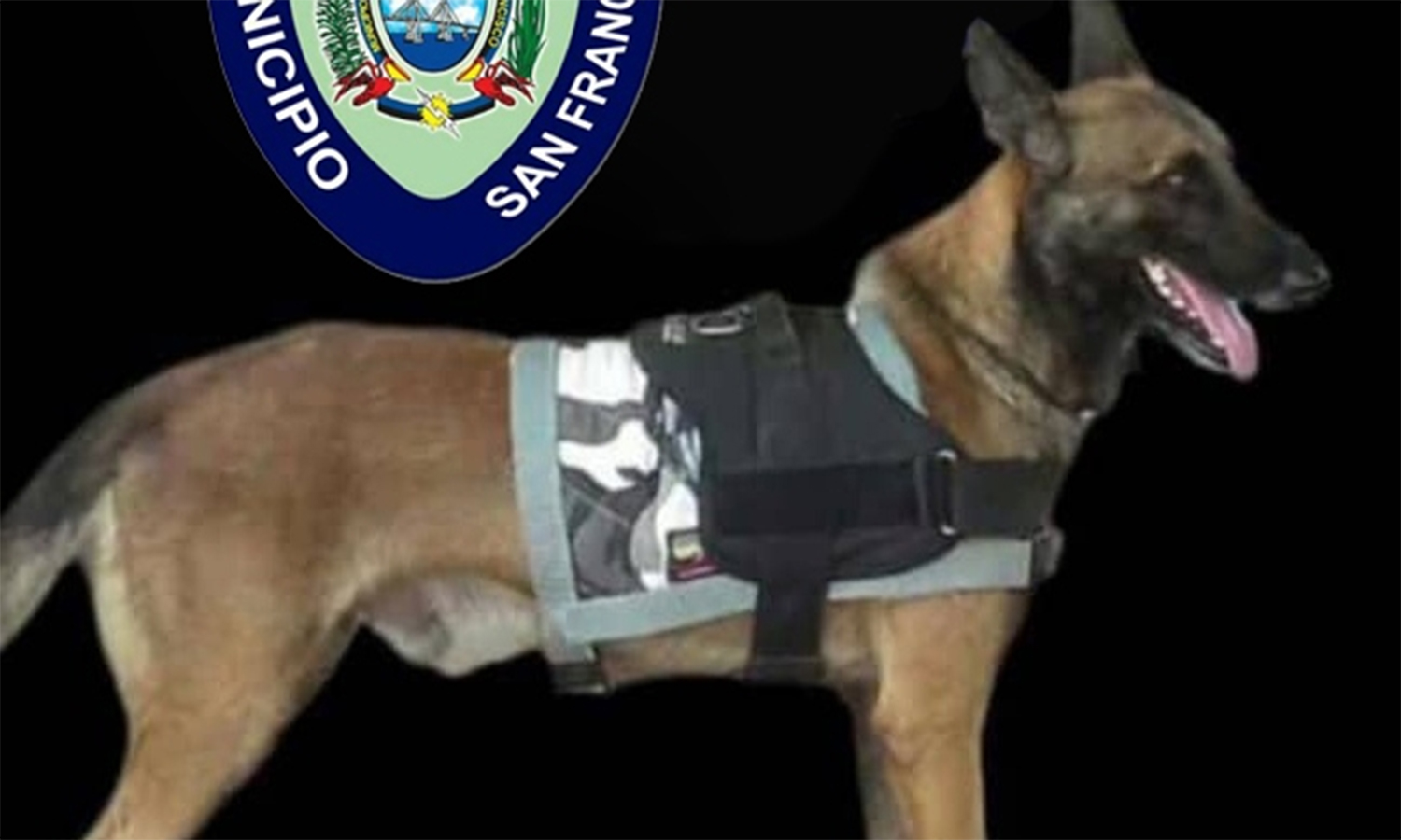 Buscan a “Bronco”, miembro de la brigada canina de Polisur, extraviado en Maracaibo