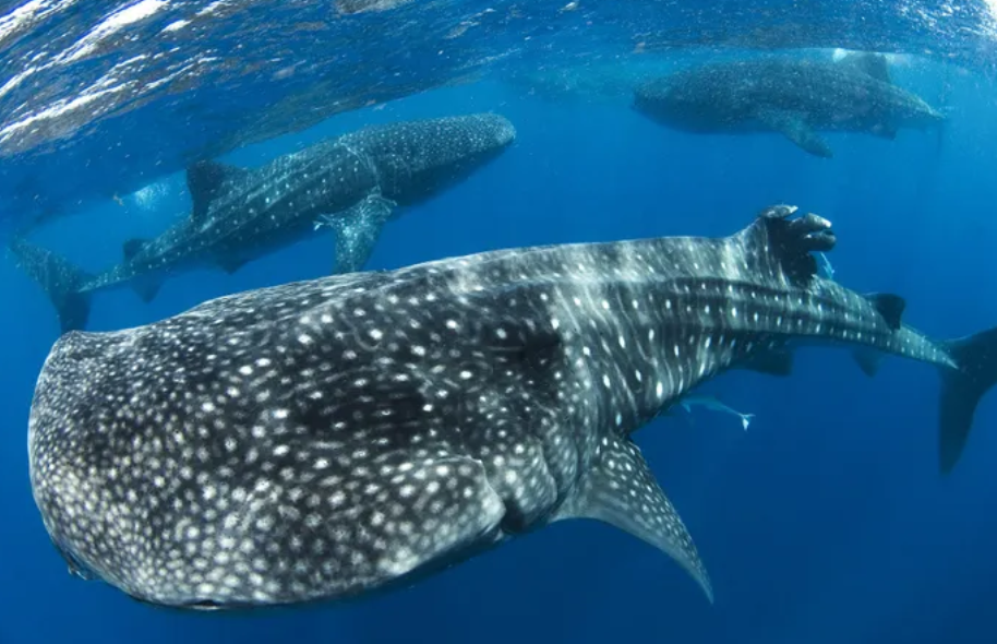 El tiburón ballena es el omnívoro más grande del mundo, según estudio