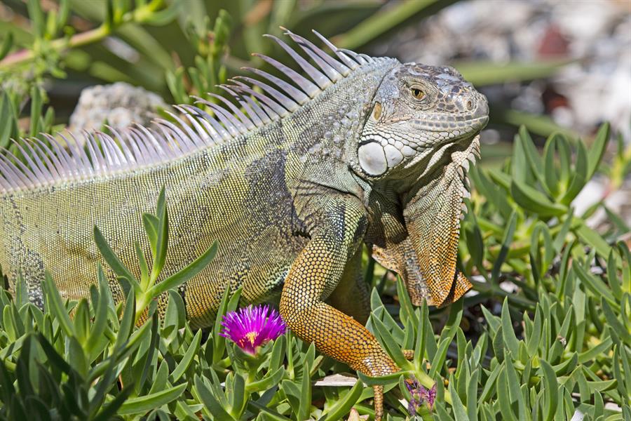 Cientos de especies invasoras amenazan el medioambiente en Florida