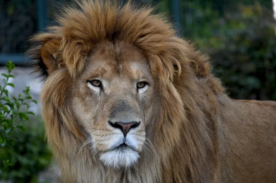 Solo quedaron partes de su cuerpo: Fue devorado por dos leones mientras paseaba con su familia